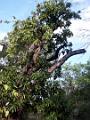 2003-04 martinique 015